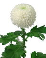 داوودی